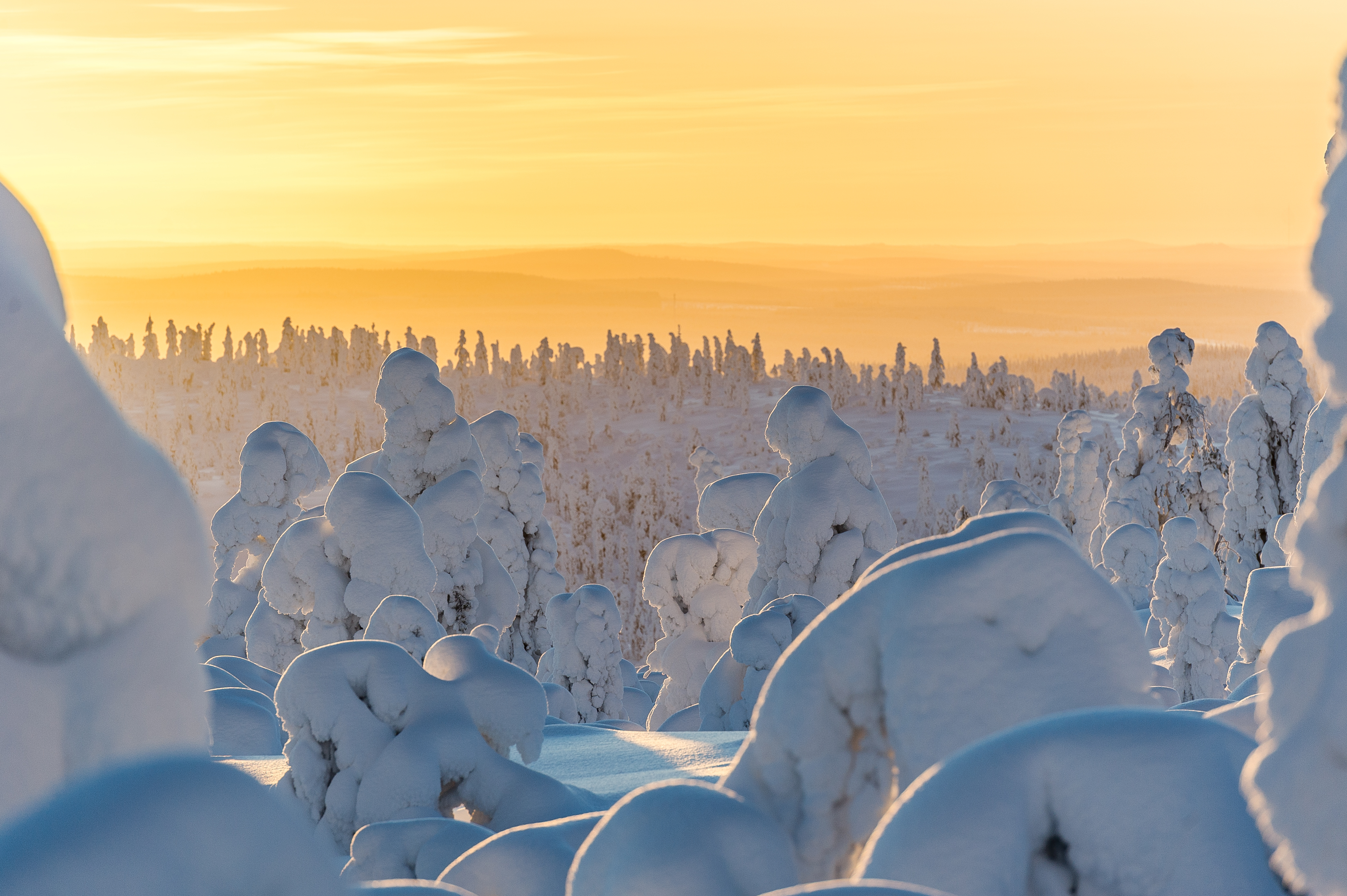 A scenic mountainous landscape beneath a golden sunset appears to be covered in snow. These snow-capped trees are clustere...